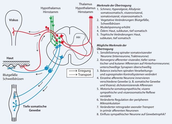 Neurobiologie viszeraler Schmerzen | SpringerLink