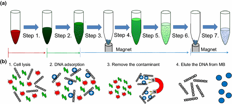 genomic dna extraction from whole blood using a digital microfluidic dna extraction protocol