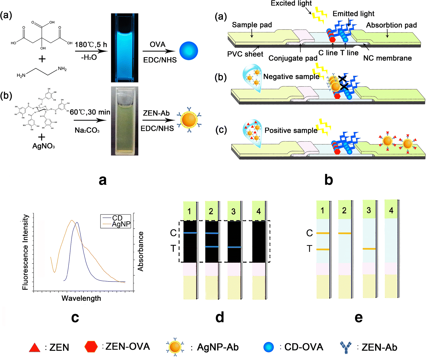 Fluorometric lateral flow immunochromatographic zearalenone assay by