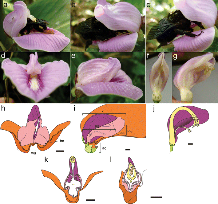 From keel to inverted keel flowers functional morphology of “upside