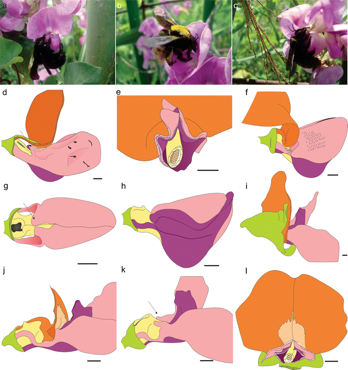 From keel to inverted keel flowers functional morphology of “upside