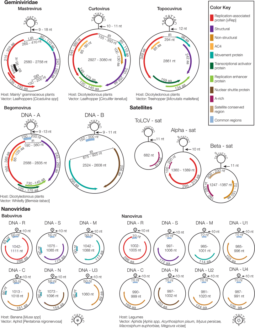 A field guide to eukaryotic circular singlestranded DNA viruses