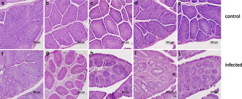 Bursa Rhodostoma Wikipedia
