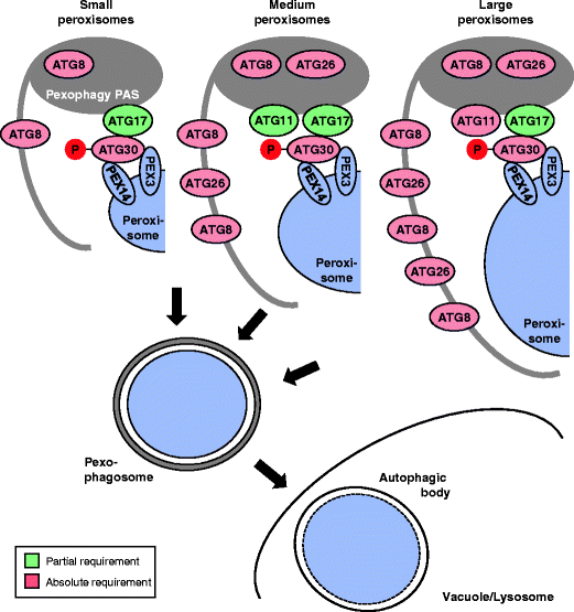 From signal transduction to autophagy of plant cell organelles: lessons