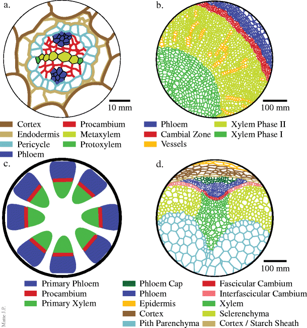 The vascular cambium molecular control of cellular structure