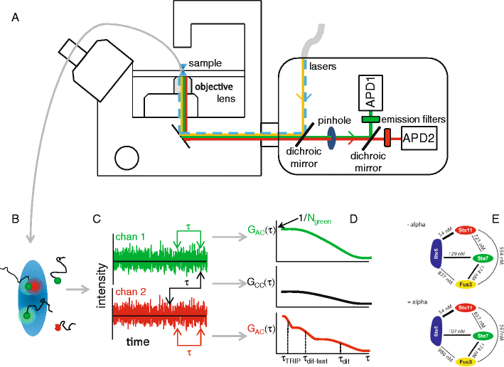 Quantifying intracellular dynamics using fluorescence fluctuation