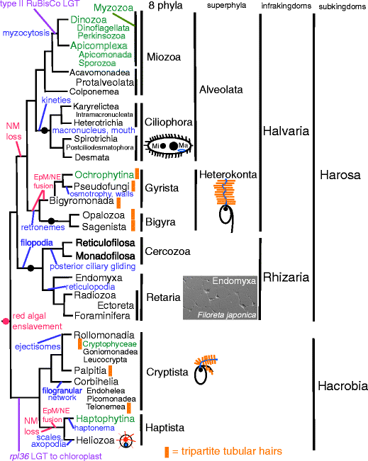 Flow Chart Of Kingdom Protista