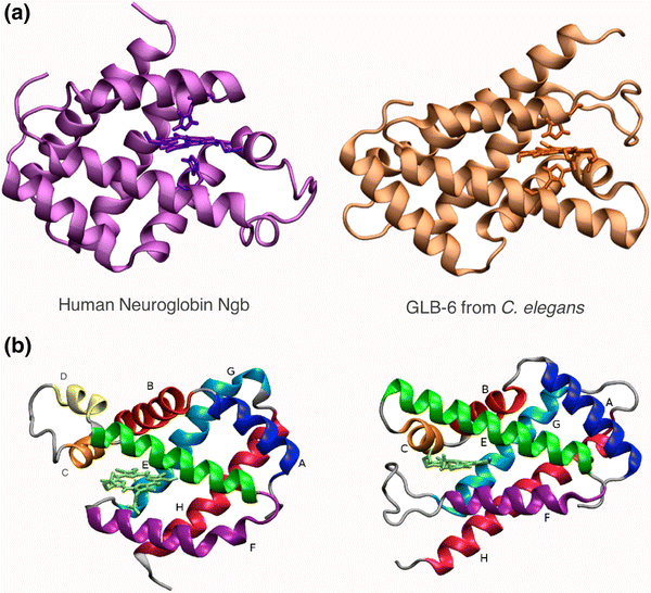 computational evidence support the hypothesis of neuroglobin also fs form 1455