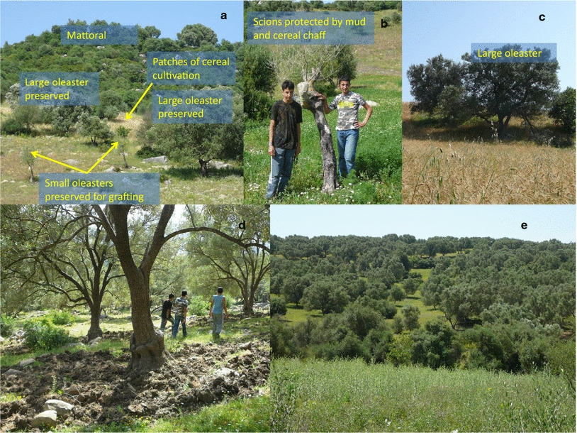 Ongoing Domestication And Diversification In Grafted Olive