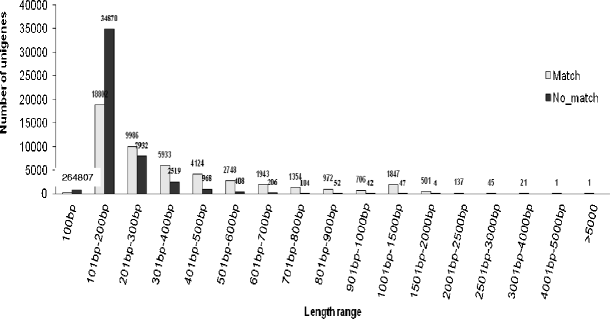 RNA-Seq mediated root transcriptome analysis of Chlorophytum