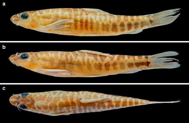 Physoschistura chindwinensis