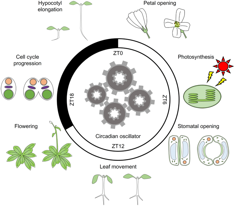 "The circadian clock in plants regulates various biological processes throughout the life cycle."