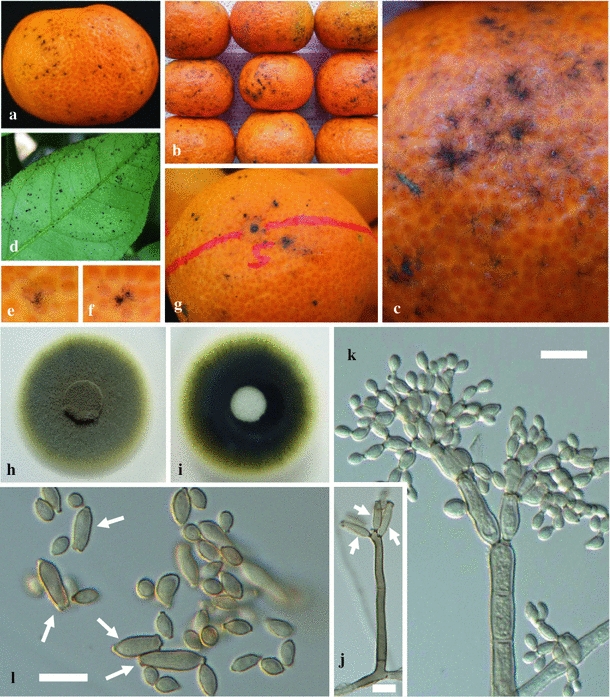 Sooty spot caused by Cladosporium cladosporioides in postharvest