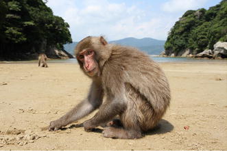 Image result for monkey imo