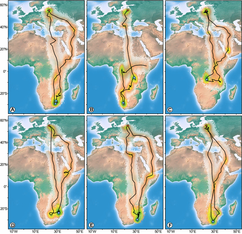 Loop Migration Induced By Seasonally Different Flyway Use In