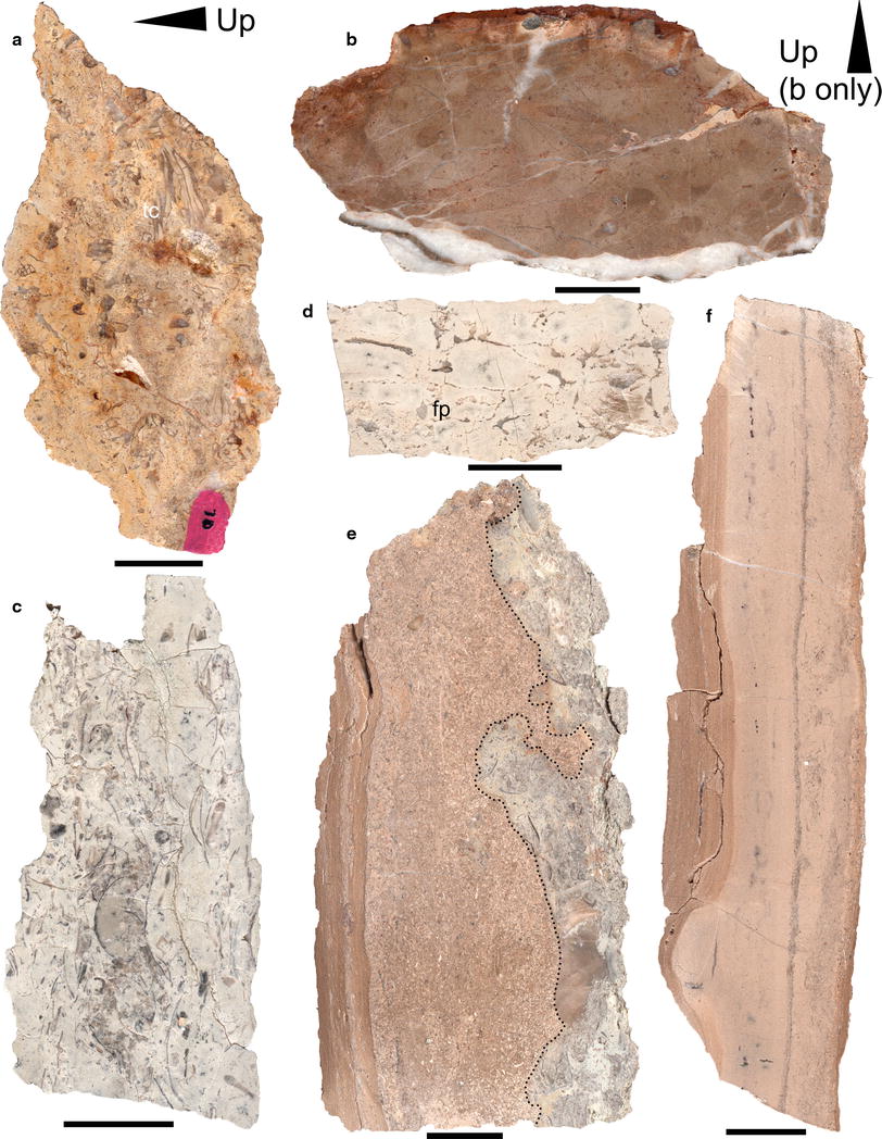 Facies architecture and sequence stratigraphy of the Ordovician Bromide