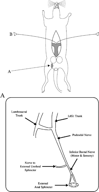 precise-calibrated-anal-sphincter-dilatation-porn