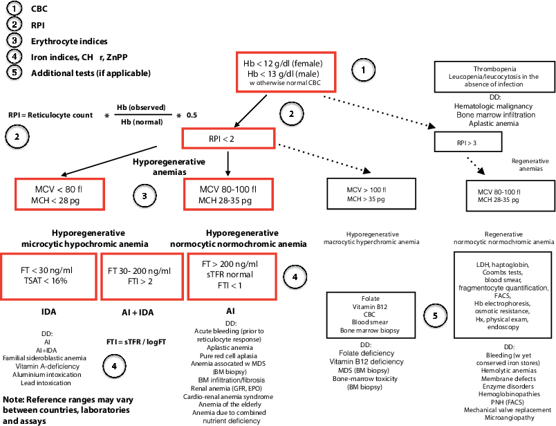 Anemia Diagnosis Chart