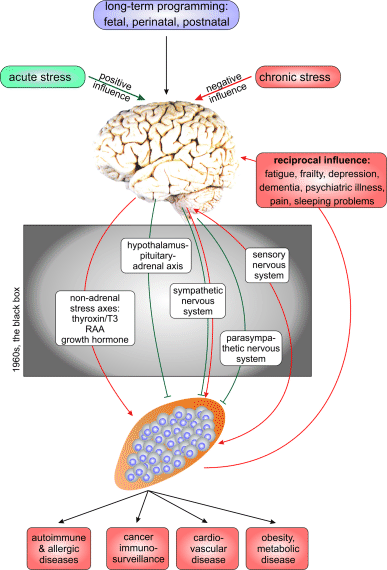 Psychoneuroimmunologydevelopments In Stress Research - 