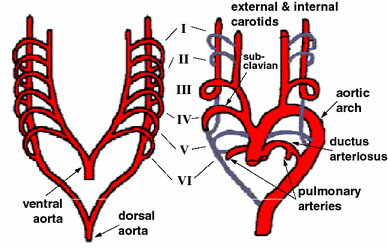 Aortic Arch Morphogenesis and Flow Modeling in the Chick Embryo