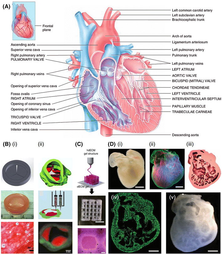 3D Bioprinting For Tissue And Organ Fabrication | SpringerLink