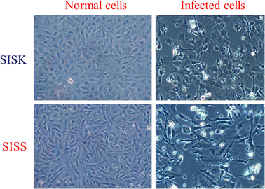 Advancements In Diagnosis And Control Measures Of Viral Pathogens Open Image In New Window
