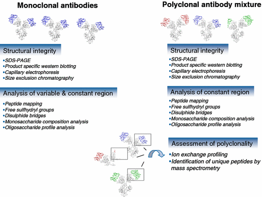 manufacture of recombinant polyclonal antibodies springerlink polyclonal antibodies