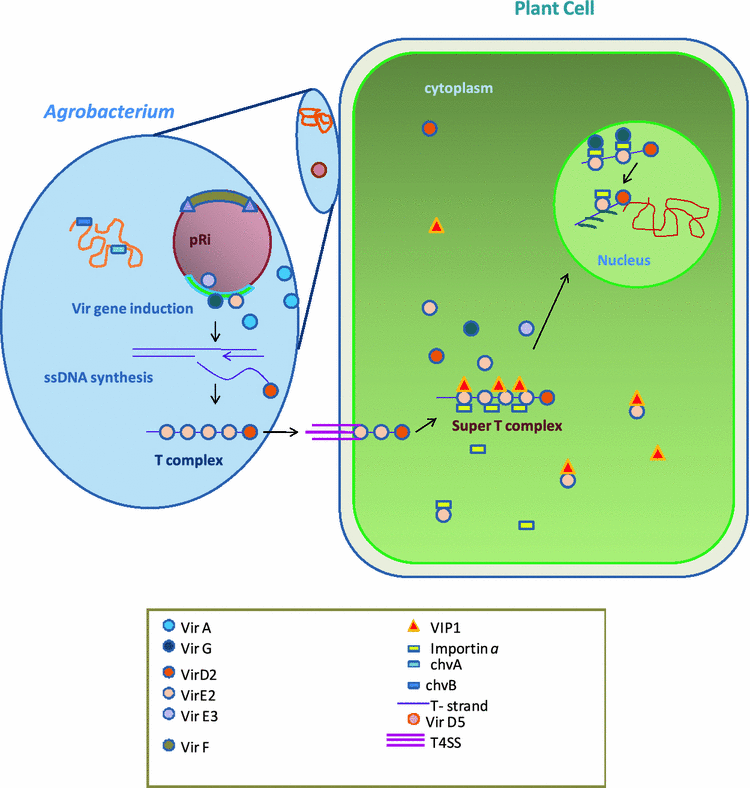 Natural plant engineer Agrobacterium rhizogenes role of TDNA