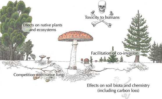 Towards Management Of Invasive Ectomycorrhizal Fungi - 