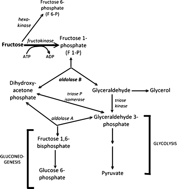 hereditary fructose intolerance