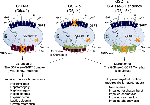 Type I glycogen storage diseases: disorders of the glucose-6 ...