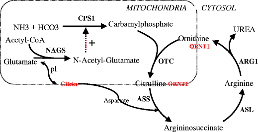 Liver Involvement In Urea Cycle Disorders A Review Of The - 