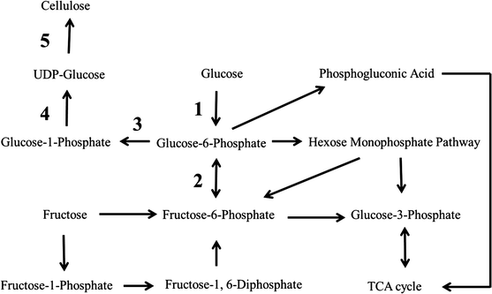 Biosynthesis, Production And Applications Of Bacterial Cellulose ...