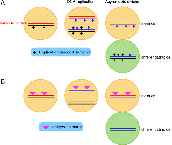Nonrandom Sister Chromatid Segregation Of Sex Chromosomes In - 
