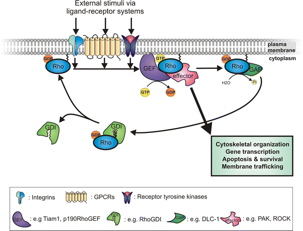 Rho GTPases: functions and association with cancer | SpringerLink