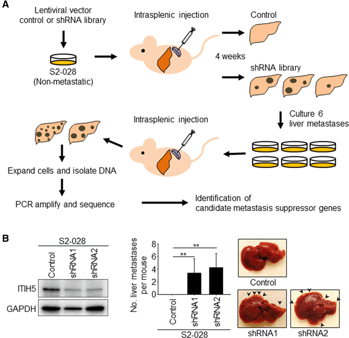 Genome-wide in vivo RNAi screen identifies ITIH5 as a metastasis ...