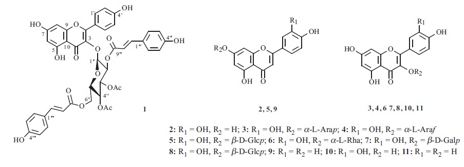 Goodrx budesonide and formoterol