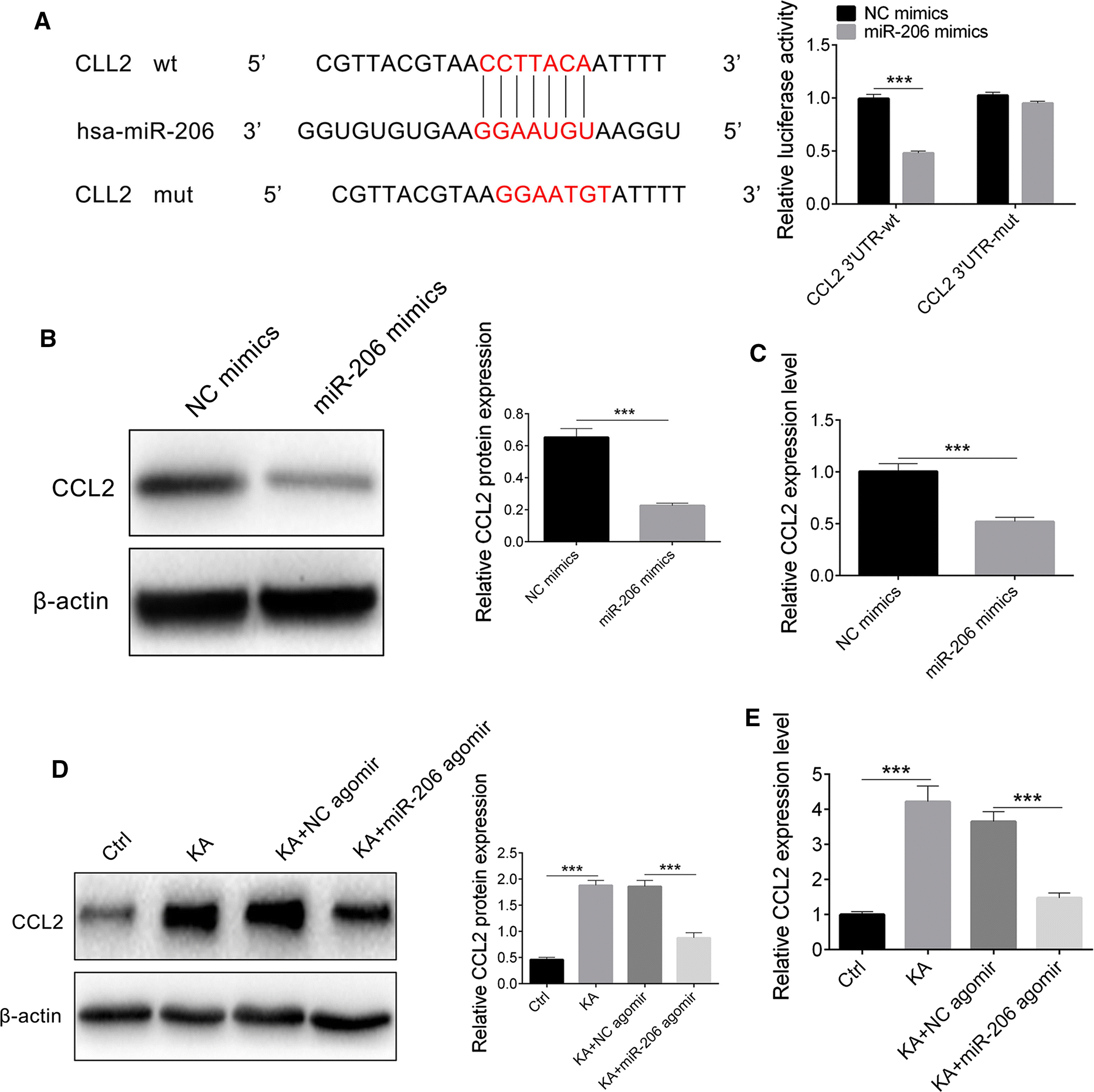 Mir 206 Inhibits Epilepsy And Seizure Induced Brain Injury