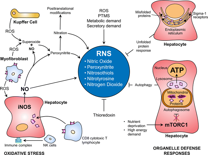 Nature and Implications of Oxidative and Nitrosative Stresses in