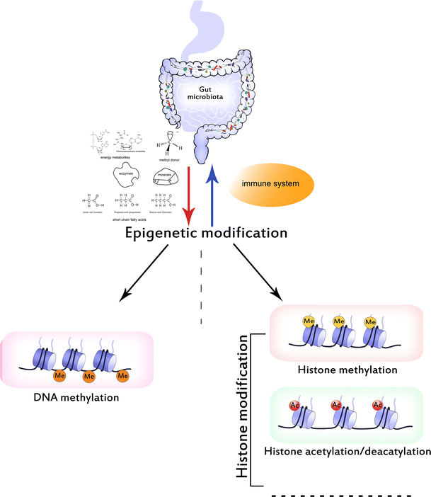 influences of the gut microbiota on dna methylation and histone histone modification