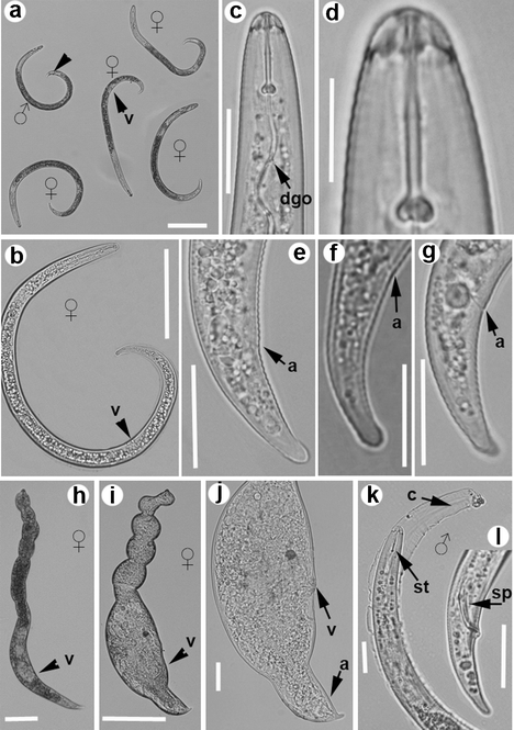 Prevalence and molecular diversity of reniform nematodes of the genus ...