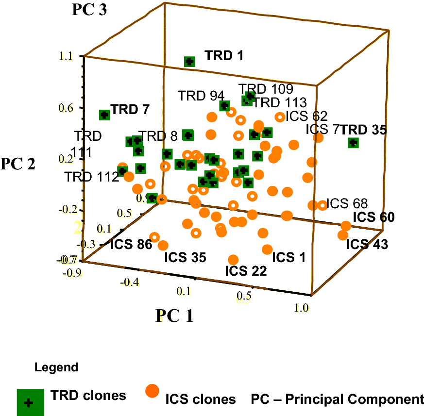 Morphological Characterisation And Evaluation Of Cacao - 