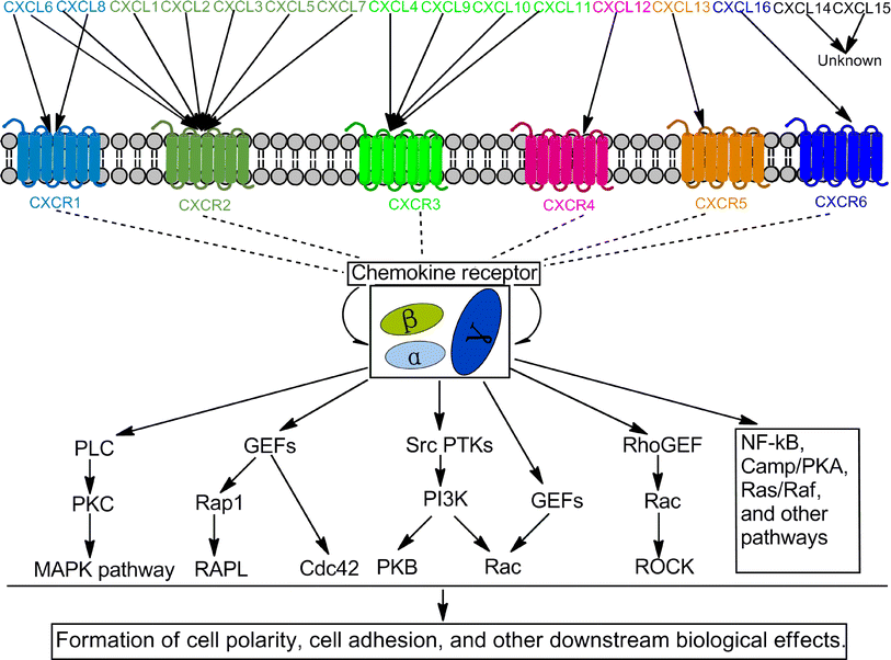 The role of CXC chemokines and their receptors in the progression and treatment of tumors