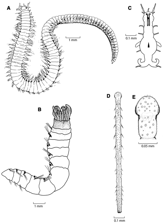 Global diversity of polychaetes (Polychaeta; Annelida) in freshwater ...