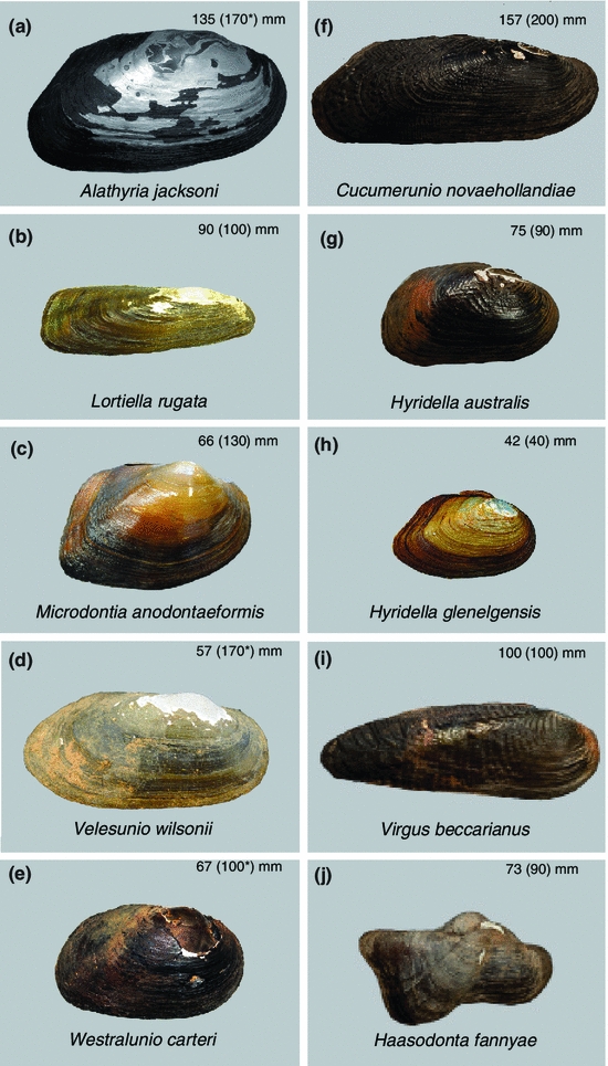 Bivalves in a bottleneck taxonomy, phylogeography and conservation of