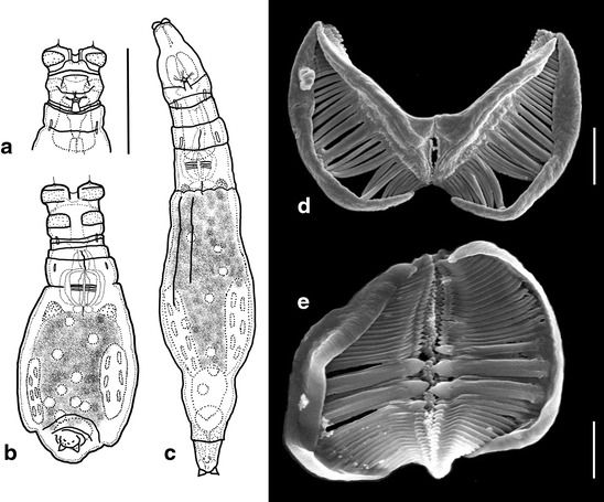 antarctic bdelloid rotifers diversity