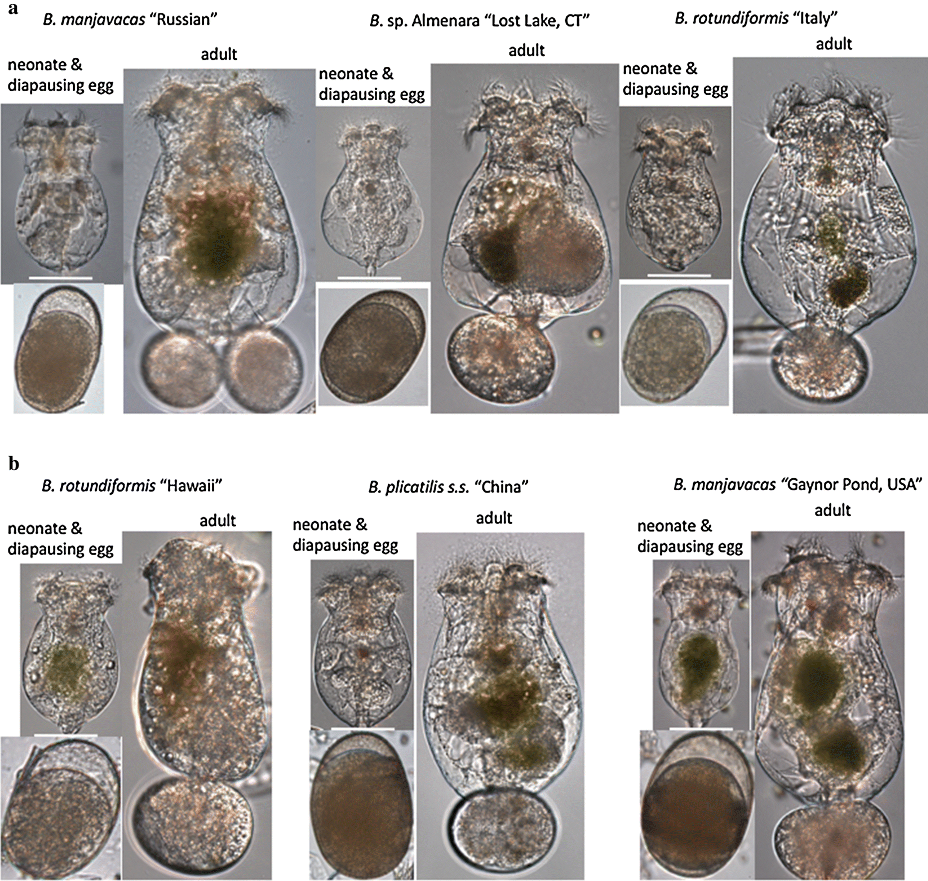 utilizing brachionus biodiversity in