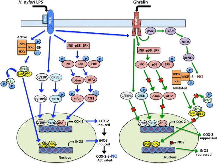 Involvement Of P38 Mapk-dependent Activator Protein (ap-1) Activation 