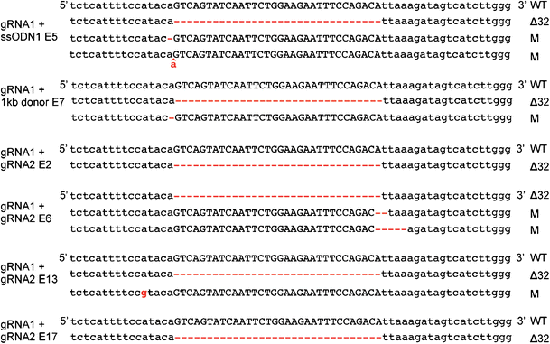 The ethics of genetics in human procreation
