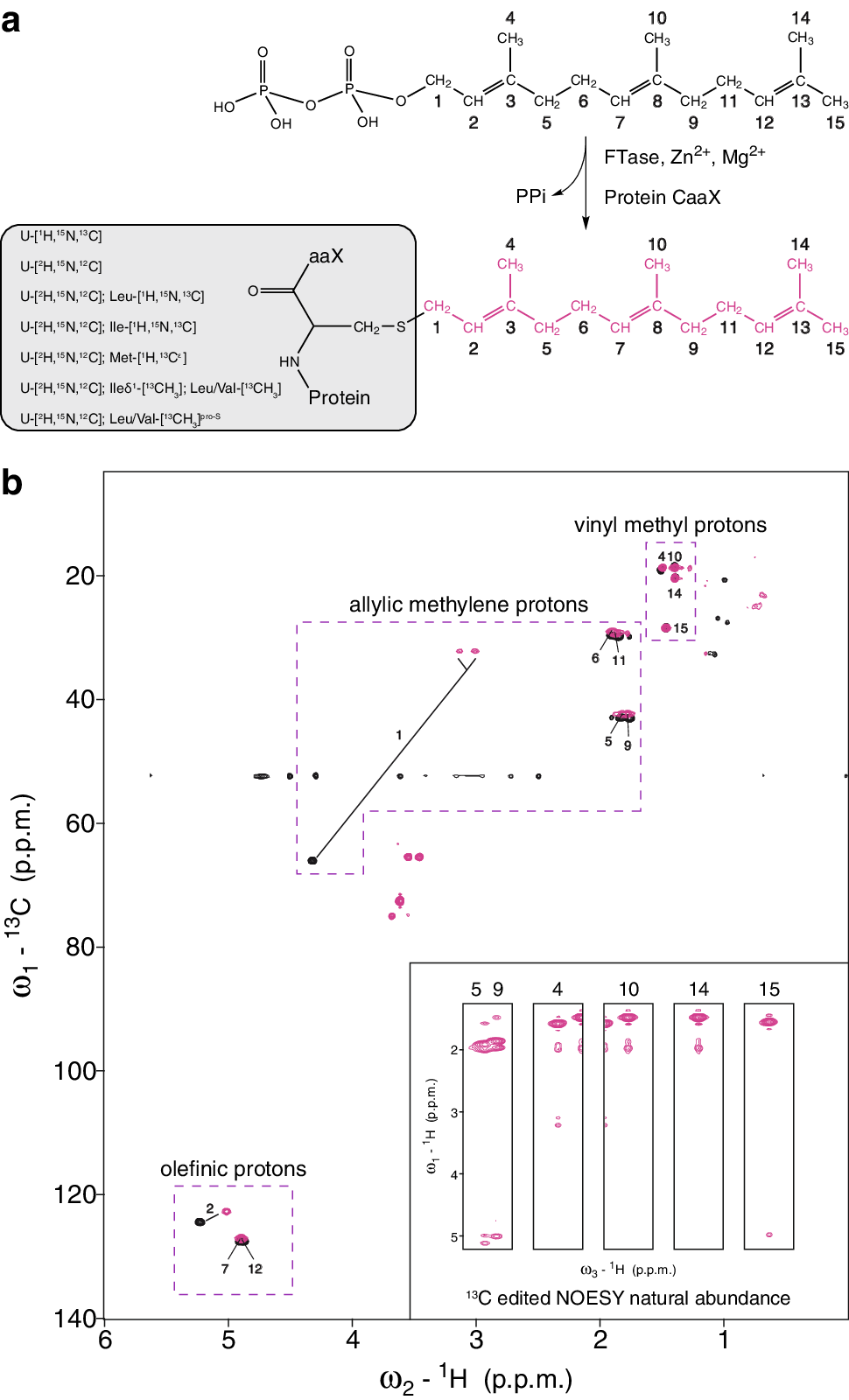Selective Isotope Labeling For Nmr Structure Determination